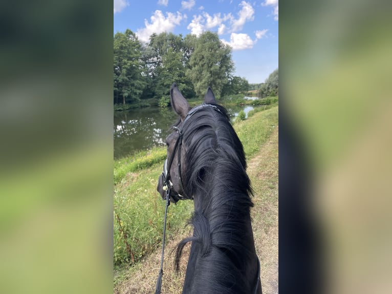 Duits sportpaard Ruin 7 Jaar 180 cm Zwart in Aspach