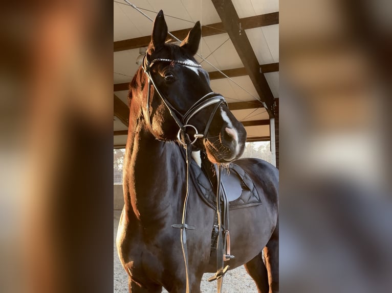 Duits sportpaard Ruin 7 Jaar 180 cm Zwart in Aspach