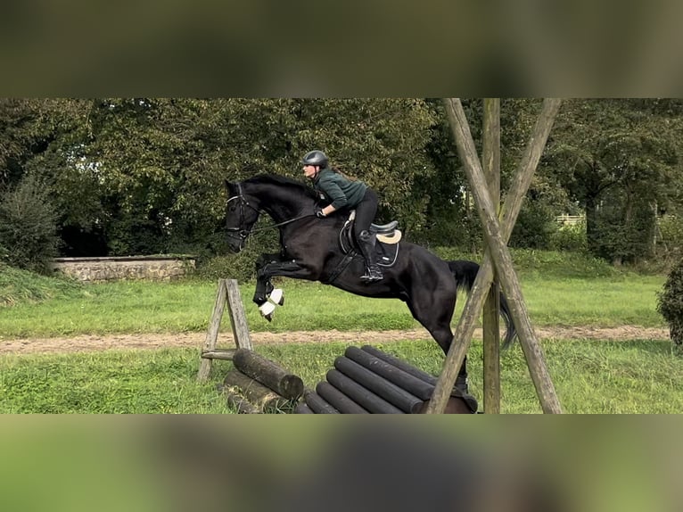 Duits sportpaard Ruin 7 Jaar 187 cm Zwartbruin in Schermbeck