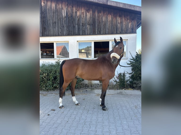 Duits sportpaard Ruin 8 Jaar 161 cm Bruin in Winnenden