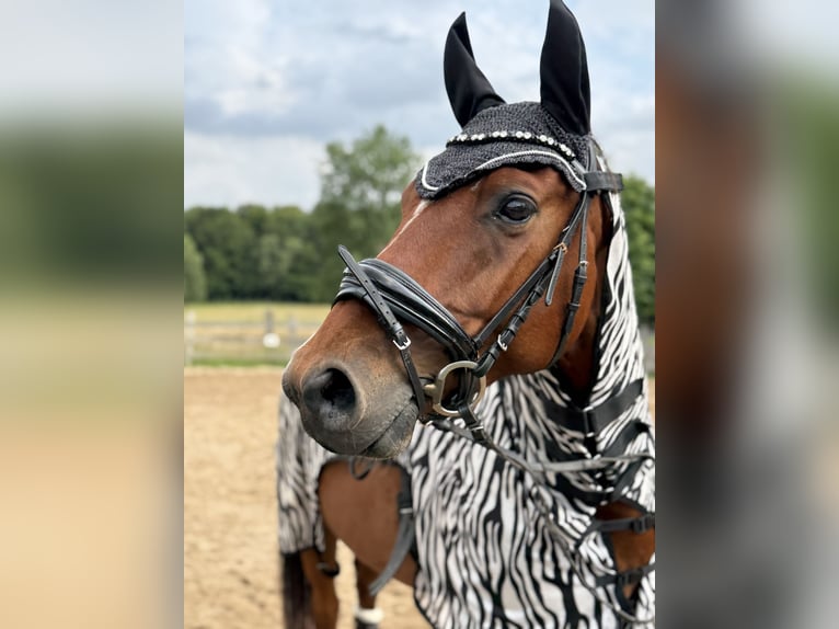 Duits sportpaard Ruin 8 Jaar 165 cm Bruin in Clenze