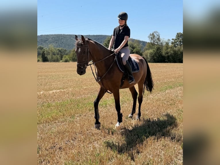 Duits sportpaard Ruin 8 Jaar 165 cm Bruin in Coburg