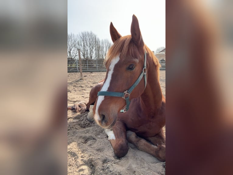 Duits sportpaard Ruin 8 Jaar 165 cm Vos in Kassel