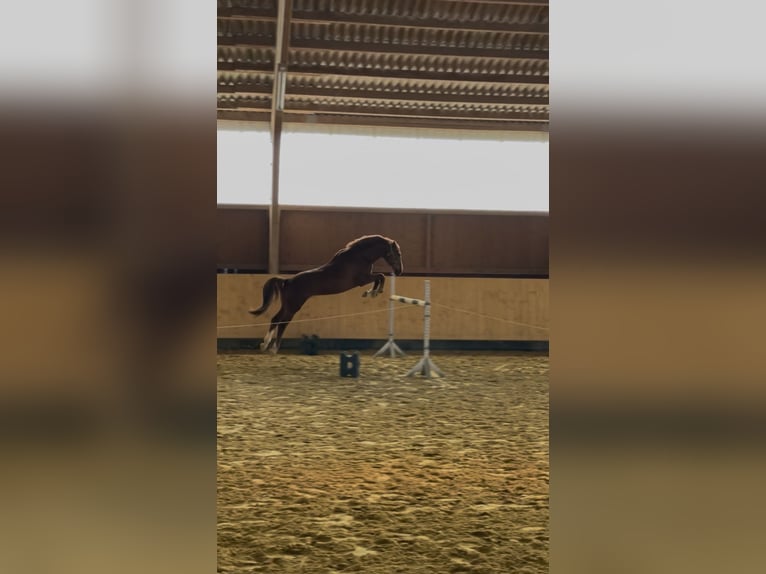 Duits sportpaard Ruin 8 Jaar 165 cm Vos in Kassel