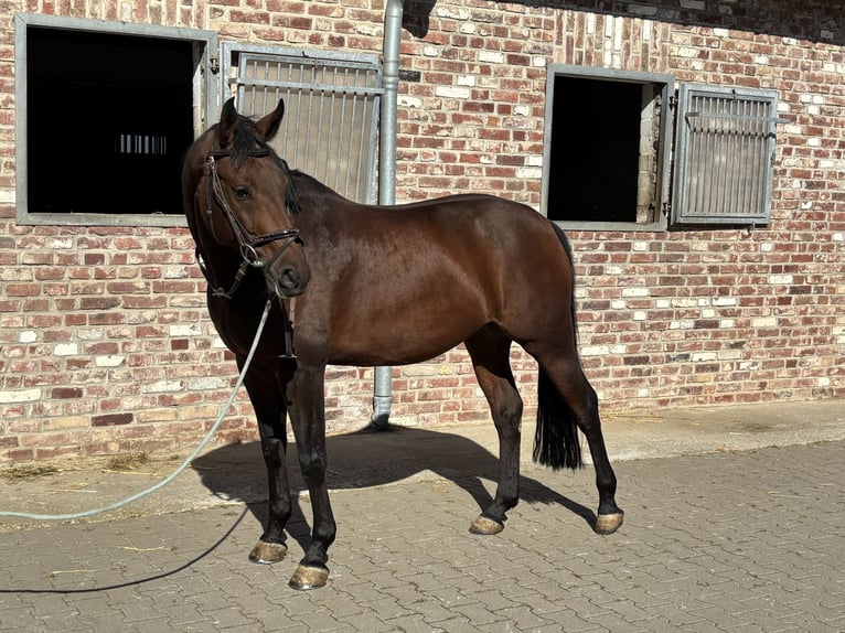 Duits sportpaard Ruin 8 Jaar 166 cm Bruin in Grevenbroich