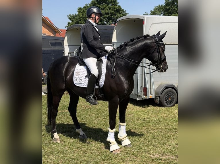 Duits sportpaard Ruin 8 Jaar 166 cm Zwart in Finsing