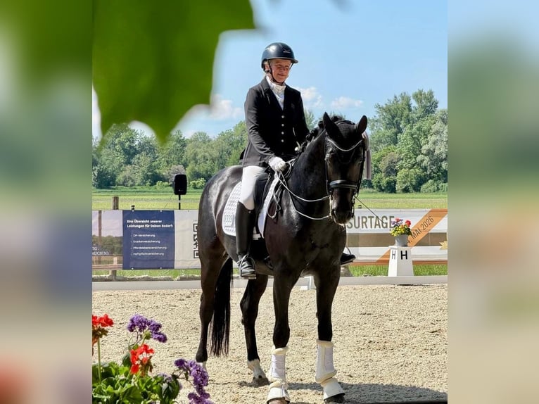 Duits sportpaard Ruin 8 Jaar 166 cm Zwart in Finsing