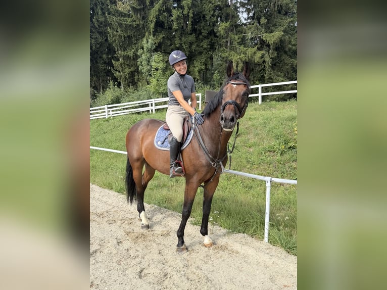 Duits sportpaard Ruin 8 Jaar 167 cm Bruin in Davidschlag