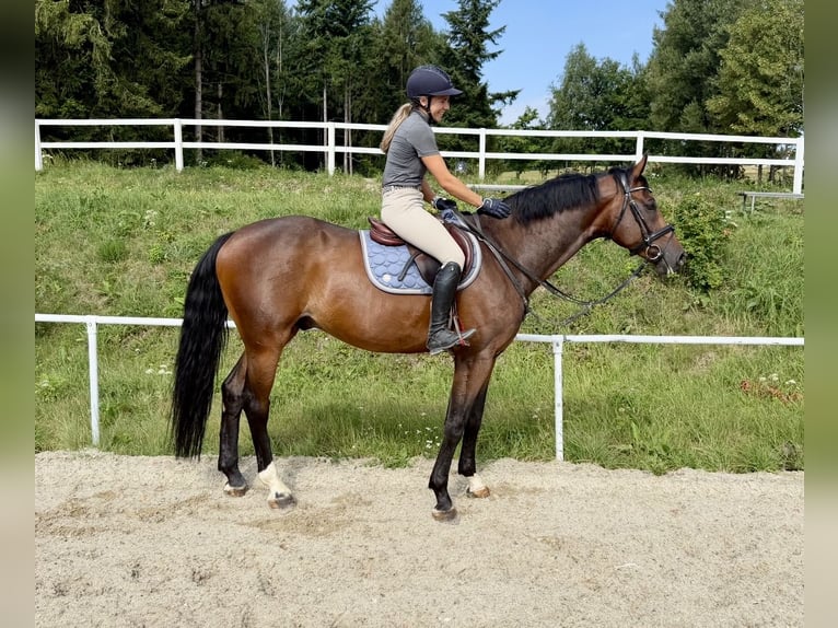 Duits sportpaard Ruin 8 Jaar 167 cm Bruin in Davidschlag