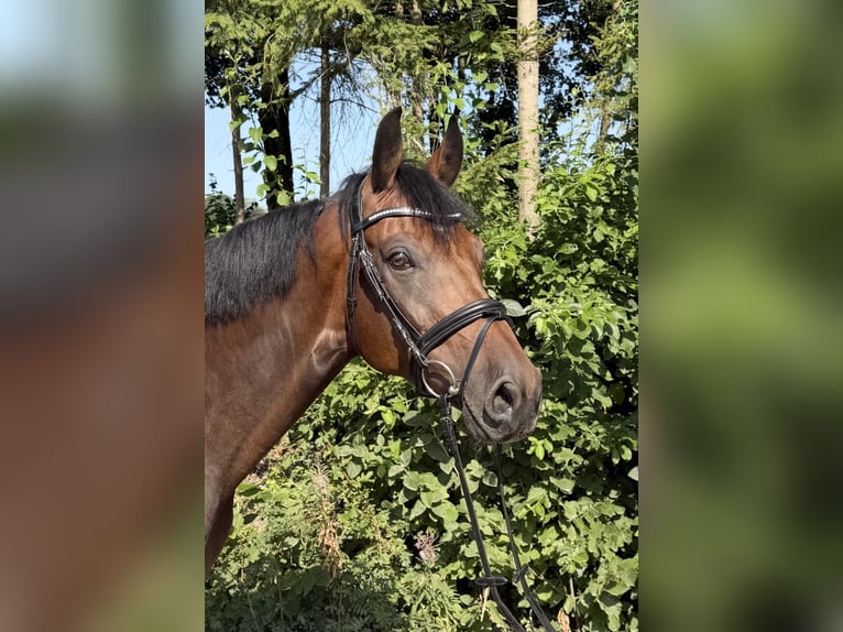 Duits sportpaard Ruin 8 Jaar 167 cm Bruin in Davidschlag