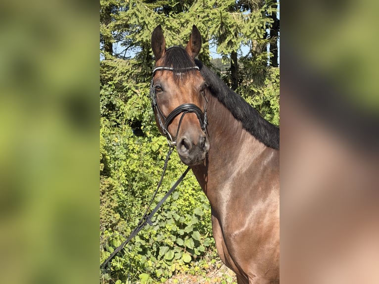 Duits sportpaard Ruin 8 Jaar 167 cm Bruin in Davidschlag