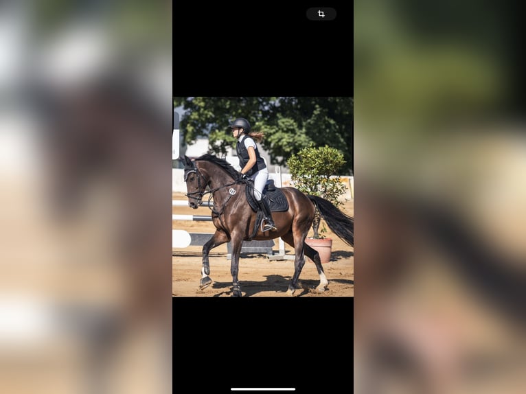 Duits sportpaard Ruin 8 Jaar 167 cm Bruin in Auerbach/Vogtland