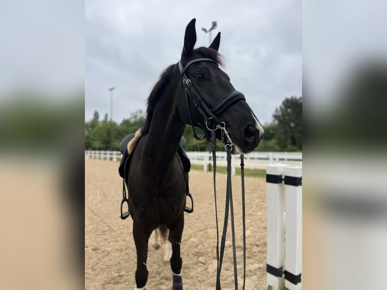 Duits sportpaard Ruin 8 Jaar 167 cm Zwart in Santa Maria De Palautordera