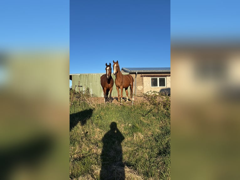 Duits sportpaard Ruin 8 Jaar 168 cm Vos in Garz