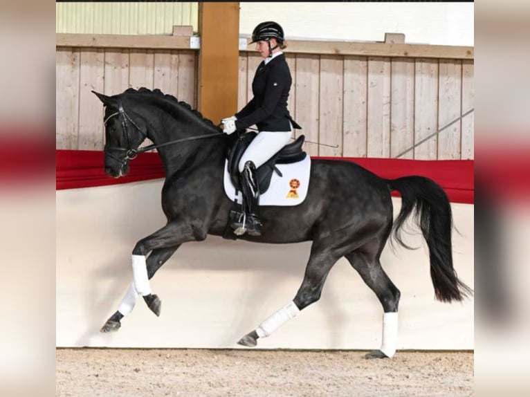 Duits sportpaard Ruin 8 Jaar 168 cm Zwart in Crailsheim