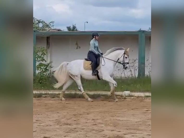 Duits sportpaard Ruin 8 Jaar 169 cm Appelschimmel in Grabsleben