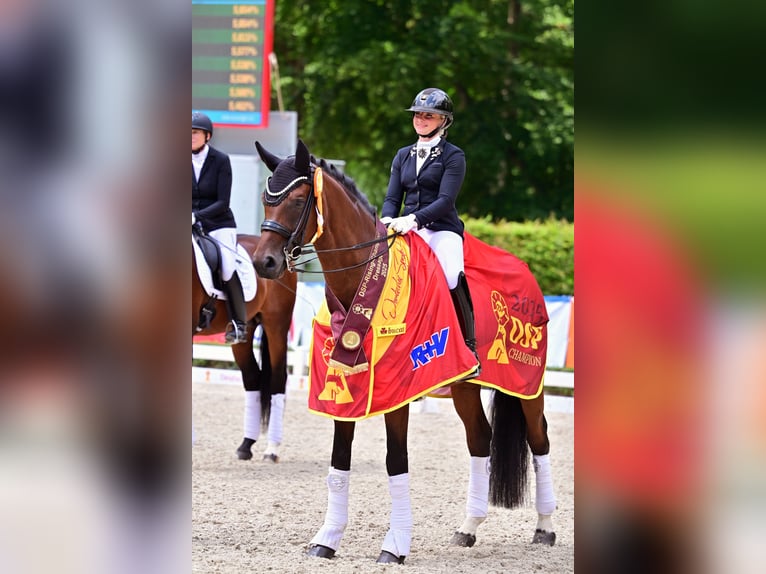 Duits sportpaard Ruin 8 Jaar 169 cm Bruin in Neckargemünd