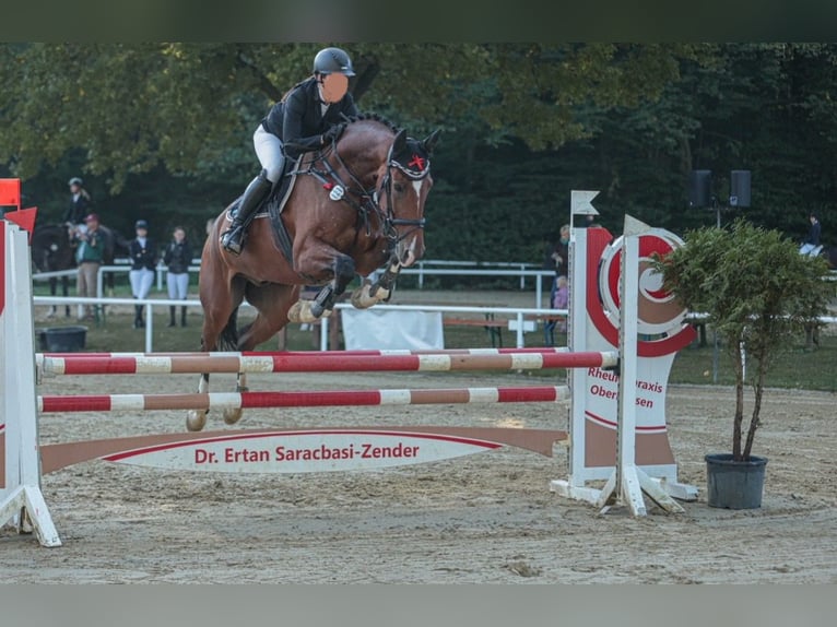 Duits sportpaard Ruin 8 Jaar 169 cm Bruin in Nettetal