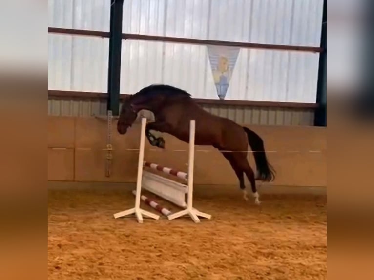 Duits sportpaard Ruin 8 Jaar 170 cm Bruin in Hettstedt