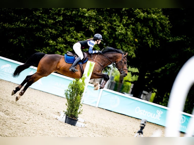 Duits sportpaard Ruin 8 Jaar 170 cm Bruin in Eufemin&#xF3;w