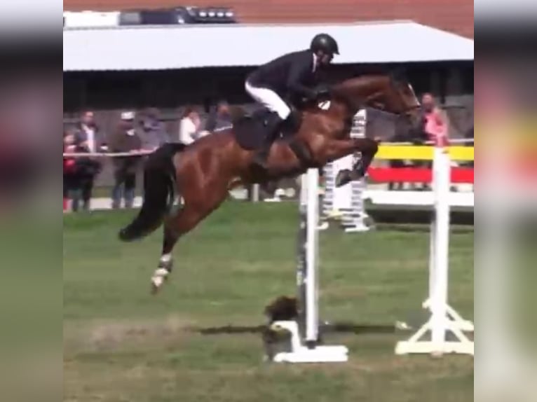 Duits sportpaard Ruin 8 Jaar 170 cm Bruin in Loitsche