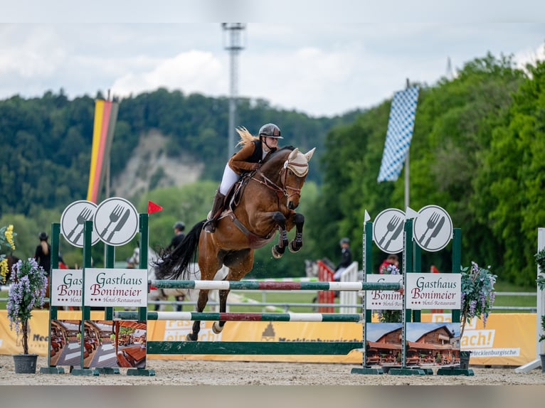 Duits sportpaard Ruin 8 Jaar 170 cm Donkerbruin in Schliersee