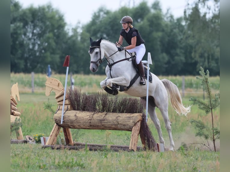 Duits sportpaard Ruin 8 Jaar 170 cm Schimmel in Leipzig