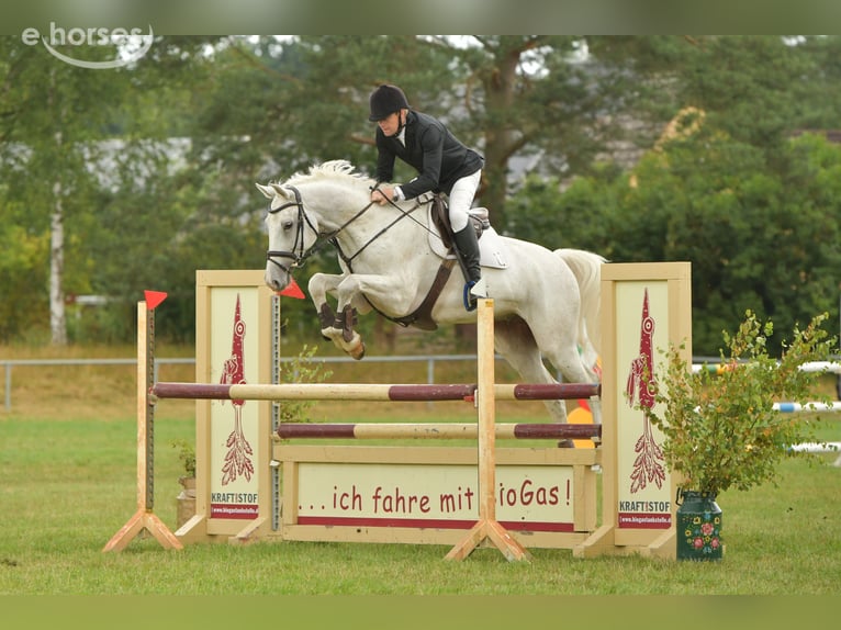 Duits sportpaard Ruin 8 Jaar 170 cm Schimmel in Kalbe
