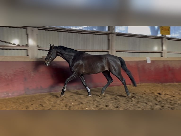 Duits sportpaard Ruin 8 Jaar 172 cm Donkerbruin in Friedrichshafen