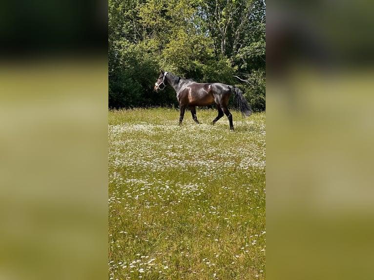 Duits sportpaard Ruin 8 Jaar 172 cm Zwart in Rodgau