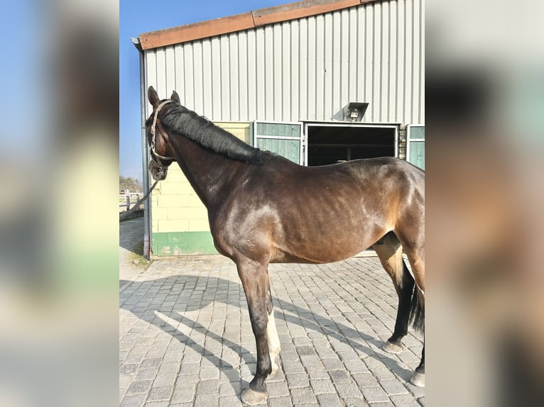 Duits sportpaard Ruin 8 Jaar 173 cm Donkerbruin in Ellrich