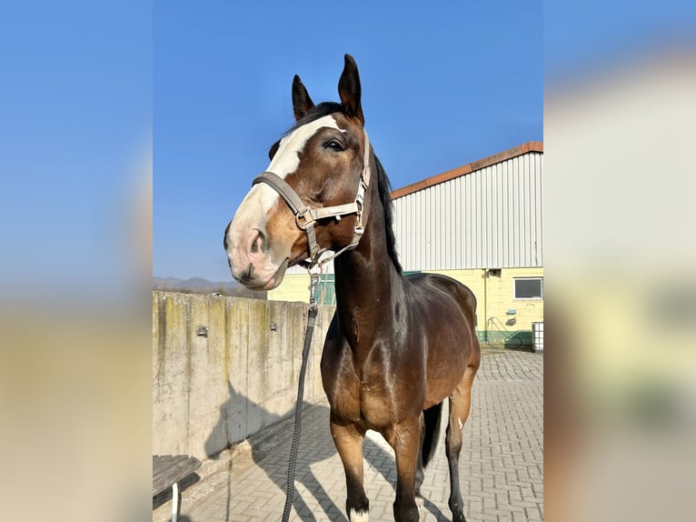 Duits sportpaard Ruin 8 Jaar 173 cm Donkerbruin in Ellrich