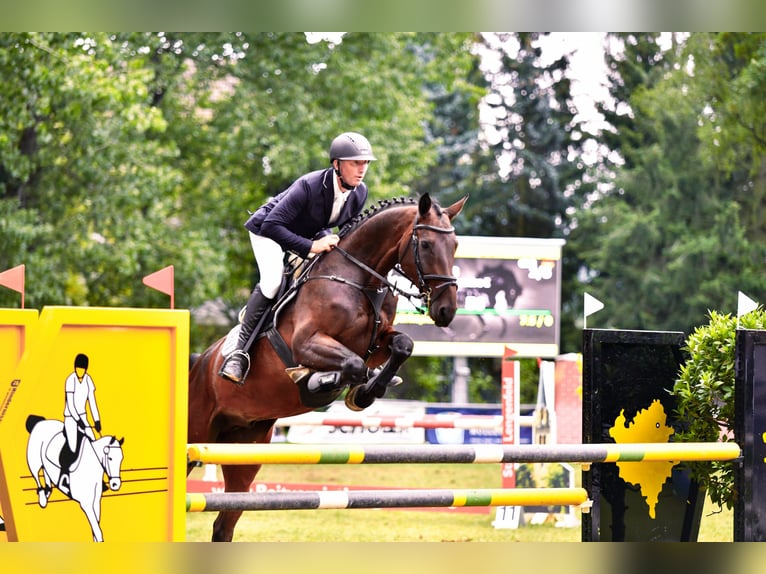 Duits sportpaard Ruin 8 Jaar 173 cm Donkerbruin in Velden