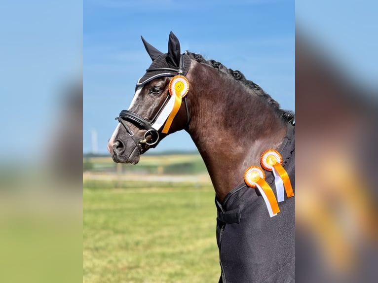 Duits sportpaard Ruin 8 Jaar 173 cm Zwartbruin in Deitingen