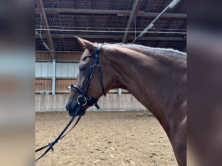 Duits sportpaard Ruin 8 Jaar 174 cm Donkere-vos in Rudelzhausen