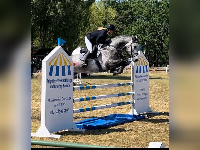 Duits sportpaard Ruin 8 Jaar 174 cm Schimmel in Perleberg