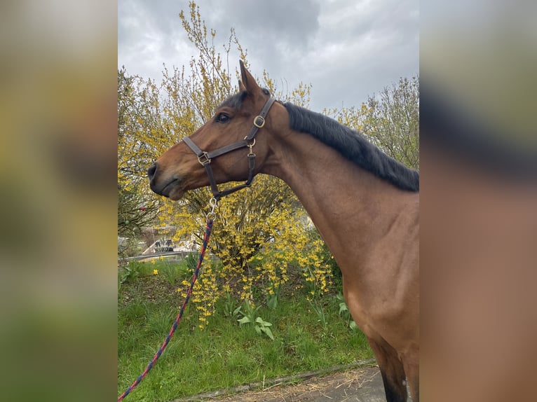 Duits sportpaard Ruin 8 Jaar 175 cm  in Sonnefeld