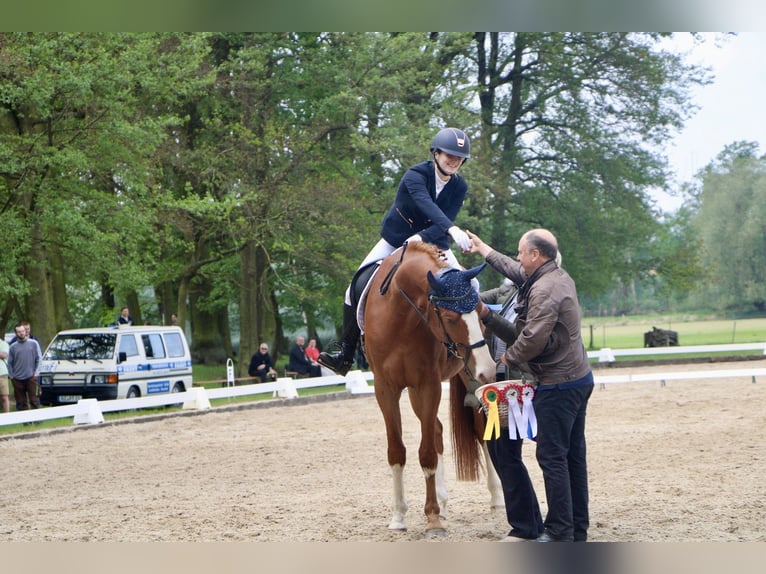Duits sportpaard Ruin 8 Jaar 175 cm Vos in Cottbus