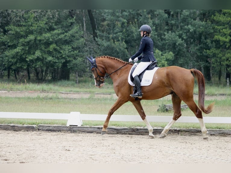 Duits sportpaard Ruin 8 Jaar 175 cm Vos in Cottbus