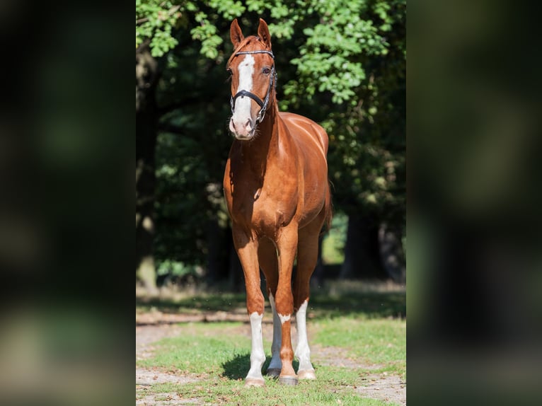 Duits sportpaard Ruin 8 Jaar 175 cm Vos in Cottbus