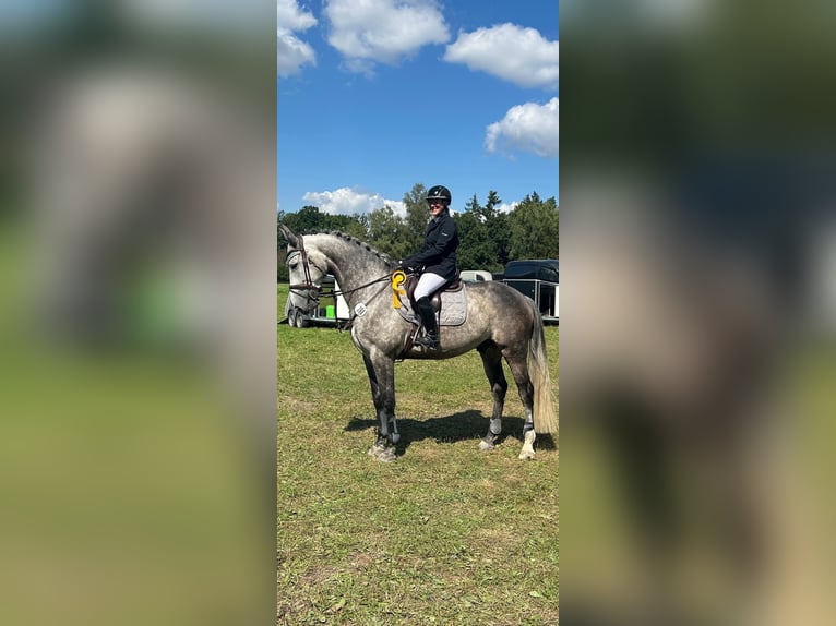 Duits sportpaard Ruin 8 Jaar 178 cm Schimmel in Schwarmstedt