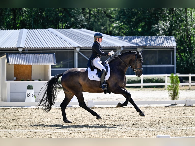 Duits sportpaard Ruin 8 Jaar 178 cm Zwartbruin in Siegen