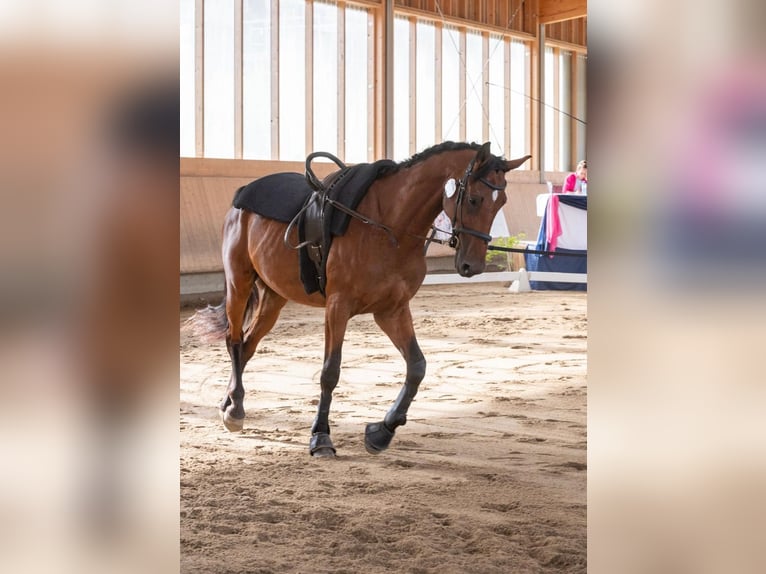 Duits sportpaard Ruin 8 Jaar Bruin in Stainz