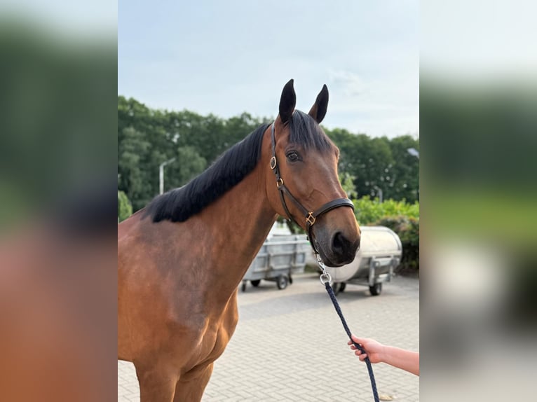 Duits sportpaard Ruin 8 Jaar Bruin in Thuine