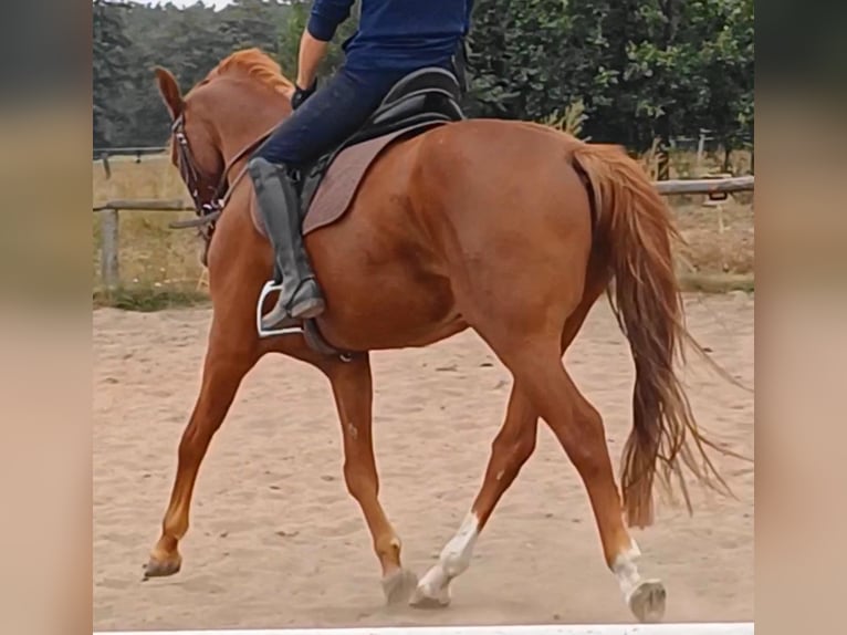 Duits sportpaard Ruin 9 Jaar 158 cm Vos in Neustadt/Dosse