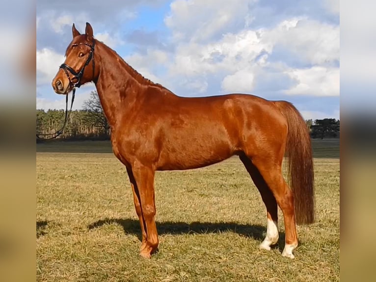 Duits sportpaard Ruin 9 Jaar 158 cm Vos in Ringelsdorf