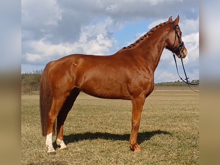 Duits sportpaard Ruin 9 Jaar 158 cm Vos in Ringelsdorf