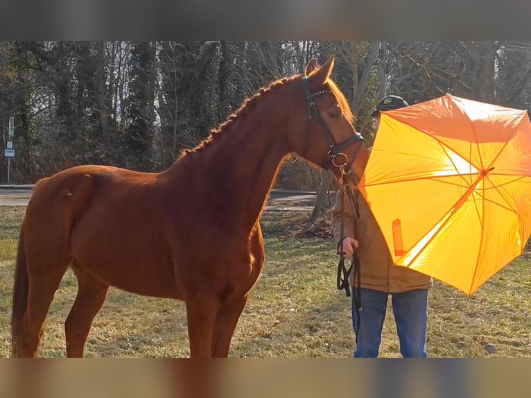 Duits sportpaard Ruin 9 Jaar 158 cm Vos in Ringelsdorf