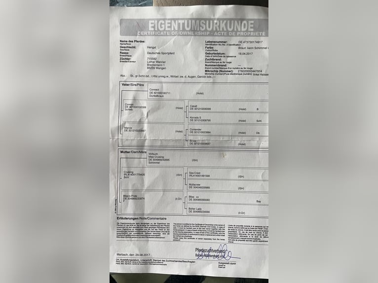 Duits sportpaard Ruin 9 Jaar 164 cm Bruin in Drensteinfurt