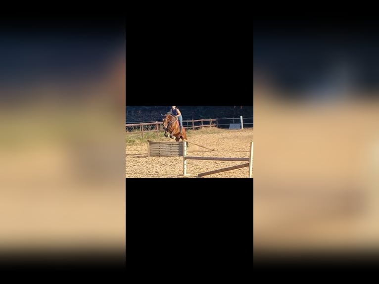 Duits sportpaard Ruin 9 Jaar 165 cm Bruin in Ampfurth